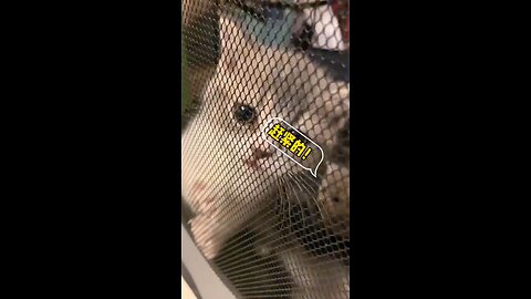 Little baby cat cute and funny cat videos @pets @funnycats @short @babycat_Full-HD
