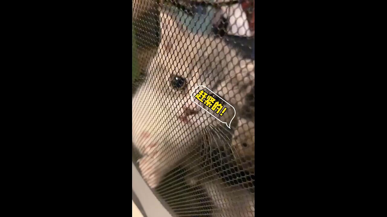 Little baby cat cute and funny cat videos @pets @funnycats @short @babycat_Full-HD