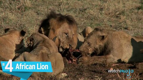 Top 10 Most Dangerous Animals in the World