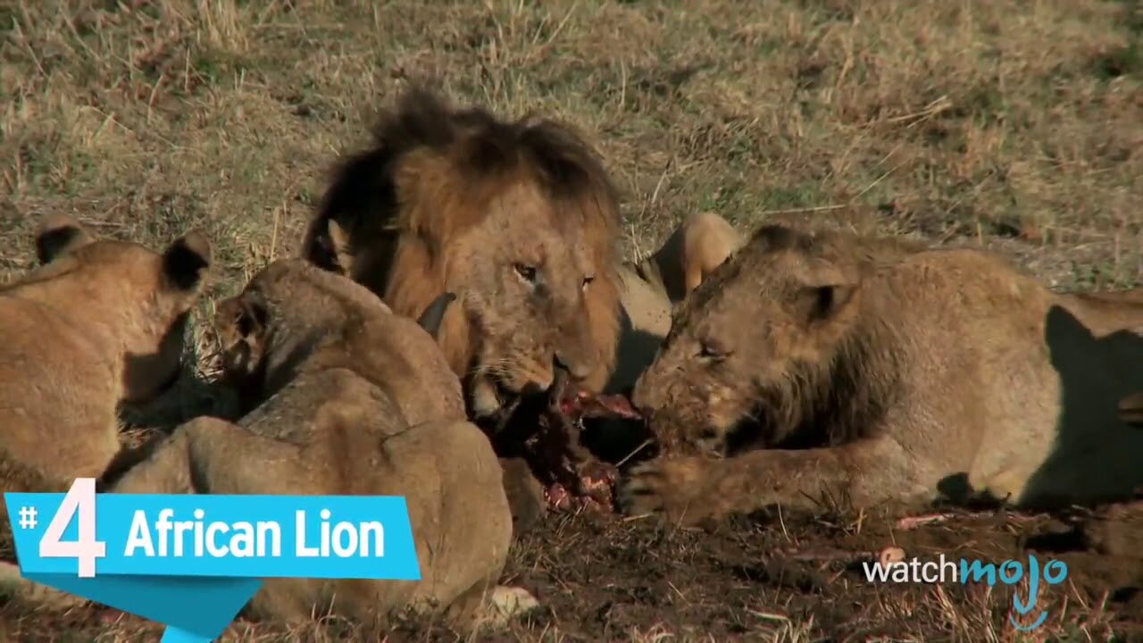 Top 10 Most Dangerous Animals in the World