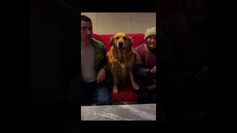 #shorts Смешные Собаки Из Тик Тока 146 Funny Dogs From Tiktok