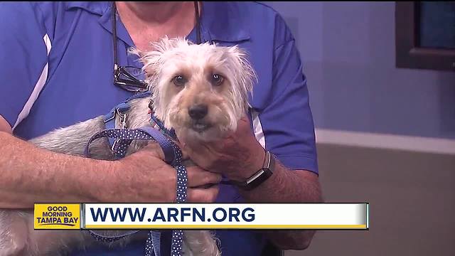 Rescues in Action April 22: Make Indie a part of your family