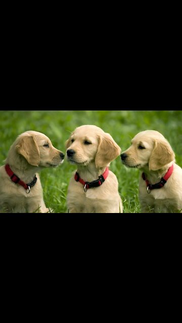 Super Funny Dog Videos #4 | Chihuahua TV