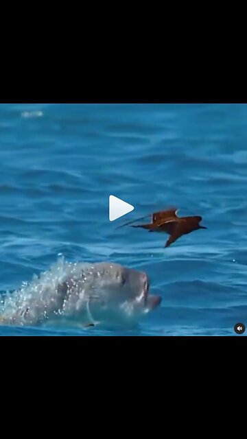 Do you know the giant trevally? the fish that eat birds 🐟⠀⁣