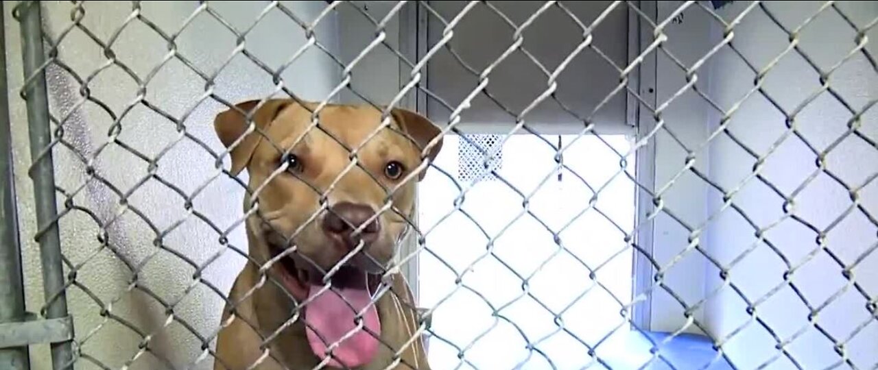 Animals caught up in ongoing NSPCA scandal