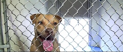 Animals caught up in ongoing NSPCA scandal