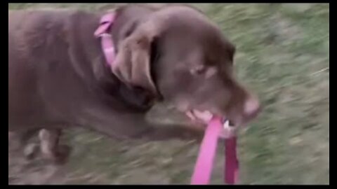 Dog Thinks It's His Turn To Walk His Human