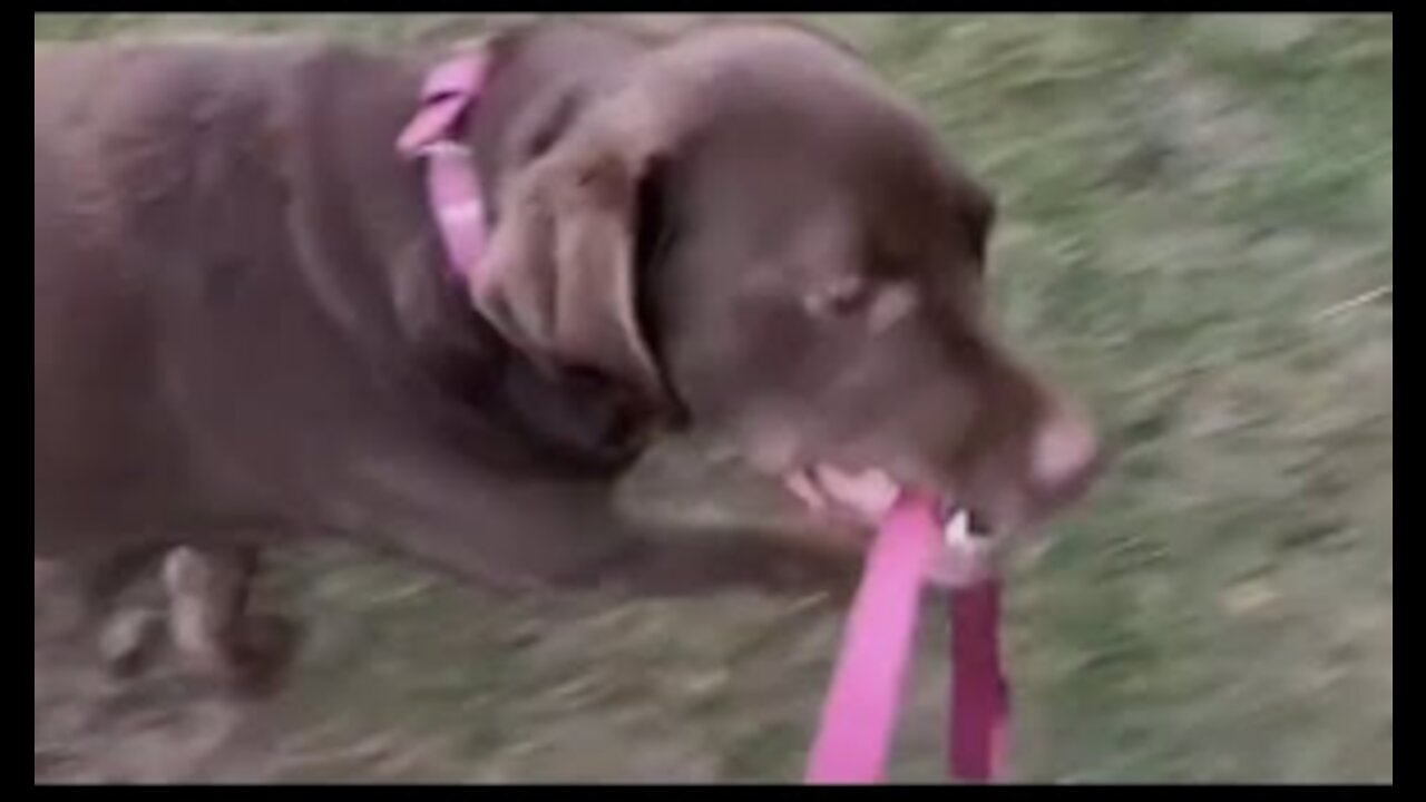 Dog Thinks It's His Turn To Walk His Human