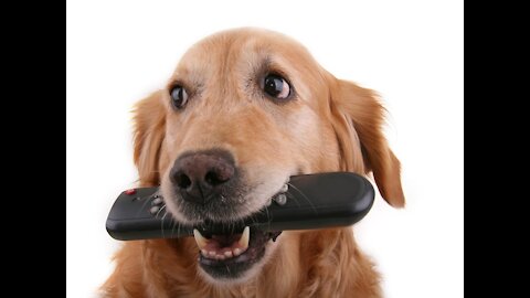 TOP 10 Puppy Barking Video Compilation 2021 Funny Dogs and Owners