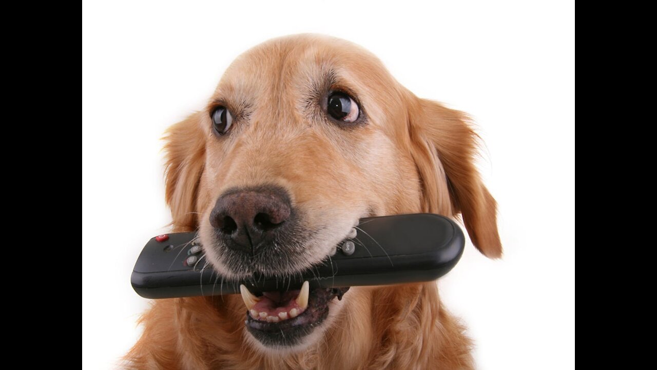 TOP 10 Puppy Barking Video Compilation 2021 Funny Dogs and Owners