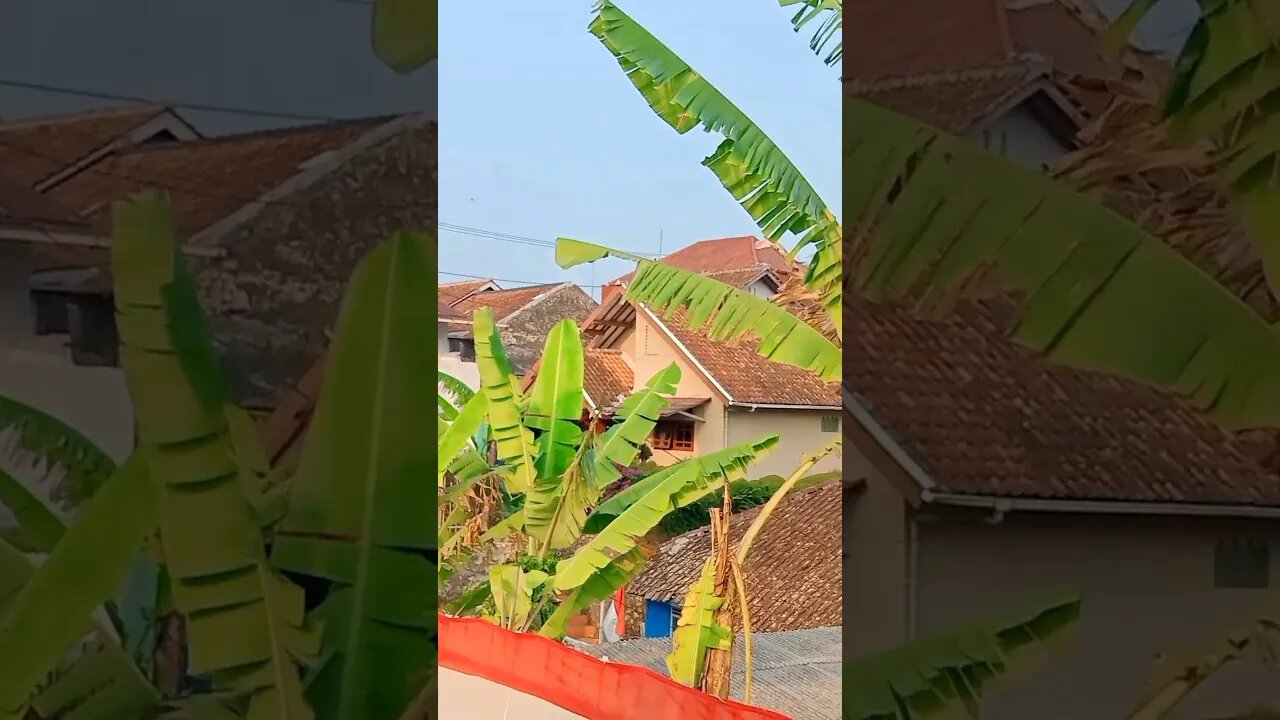 Pemandangan Bukit Samping Rumah Mertua Di Kuningan