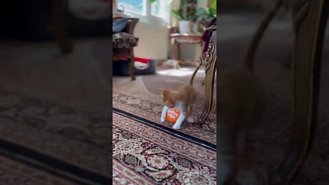 The little kitten plays with a balloon