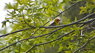 Western Tanager