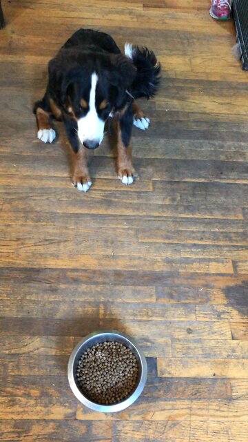 The Might Maya Bernese Mountain Girl - 7 months old