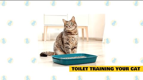 Simple Cat Training - TRAINNING YOUR CAT / KITTENS