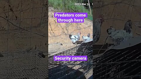 Farm monitoring Animals