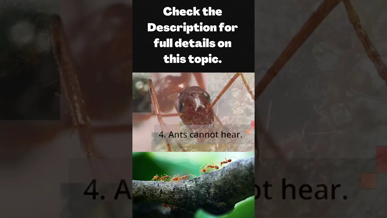 9 Interesting FACTS On Ants