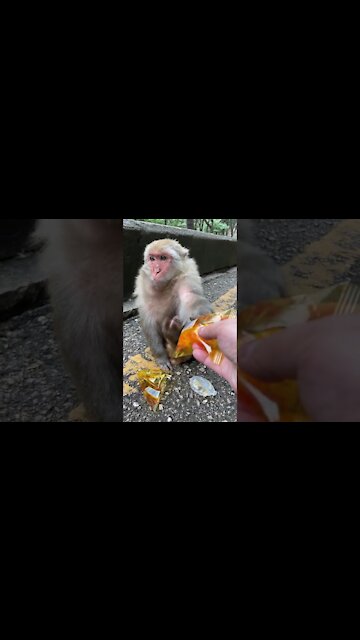 🐒 Cute Baby Monkey New 2021