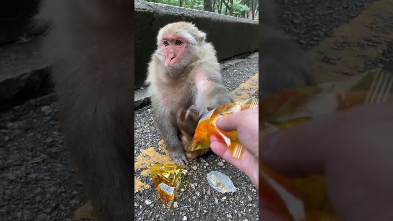 🐒 Cute Baby Monkey New 2021