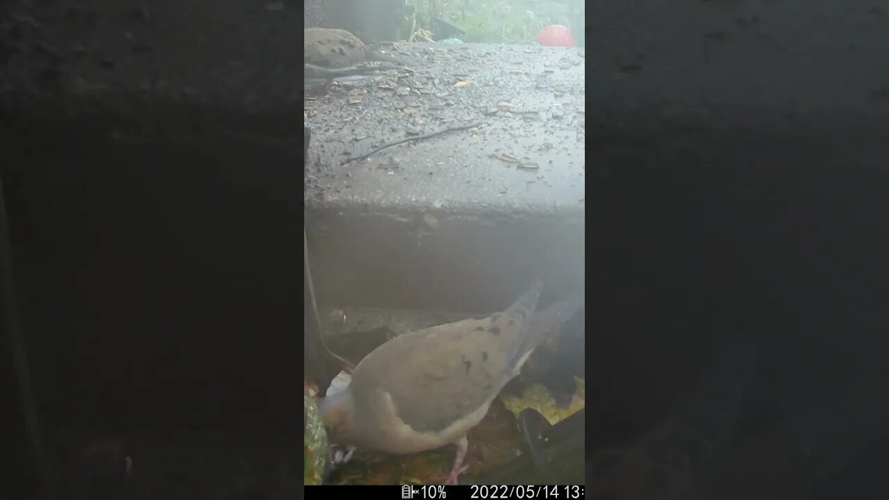 It's Raining On The Doves #Shorts 🌧