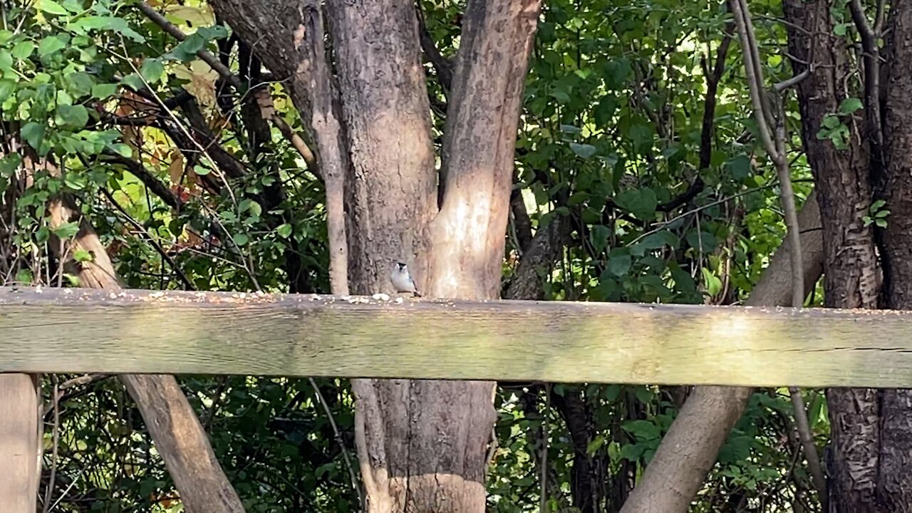 Beautiful nuthatch bird James Gardens