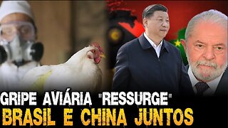 Melhor se preparar! Crise e Brasil "aliado" da China como nunca antes | Gripe aviária "ressurge"