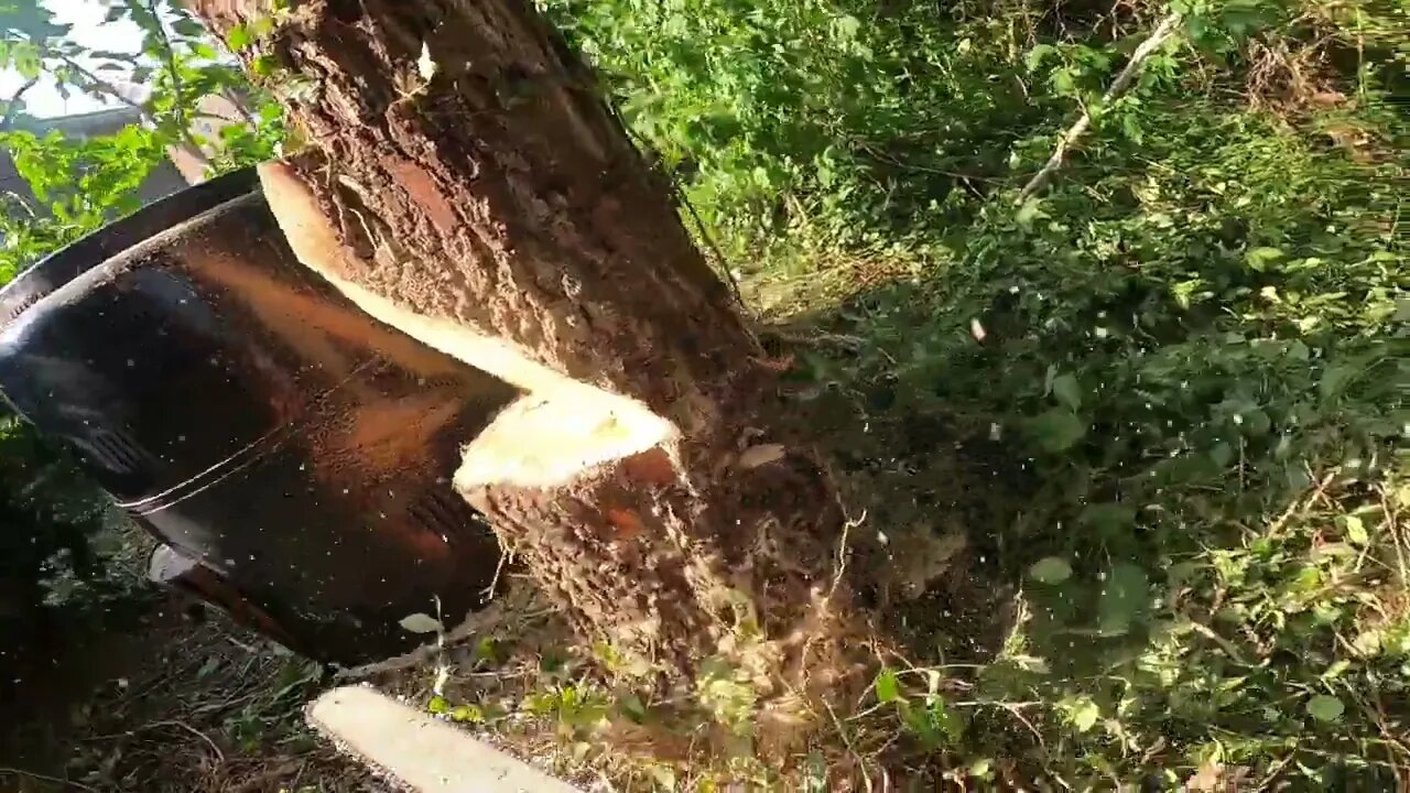 Birch Trunk Drop Tight Squeeze