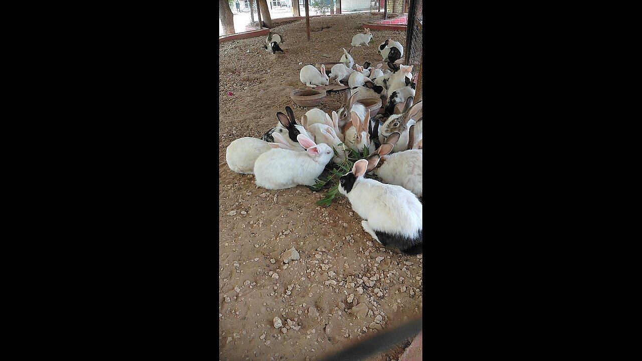 How to feed Beautiful cute Rabbits at home.