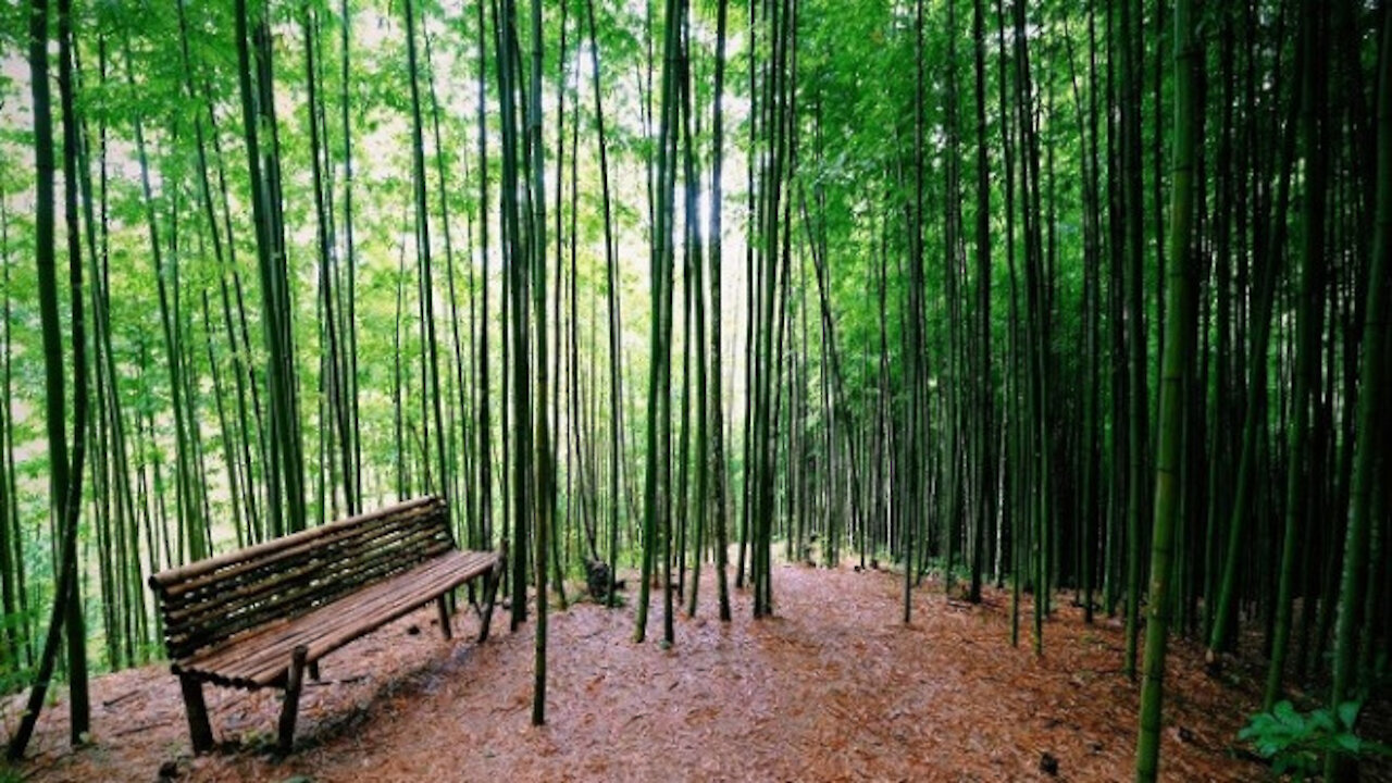 003 E Fall in love with the beautiful bamboo forest like a swordplay movie in Mu Cang Chai