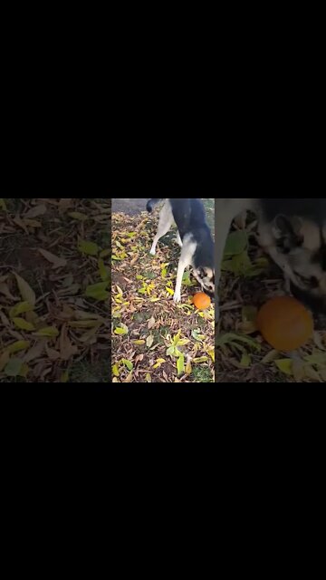 Maple Doesnt Share Anything.... Ever