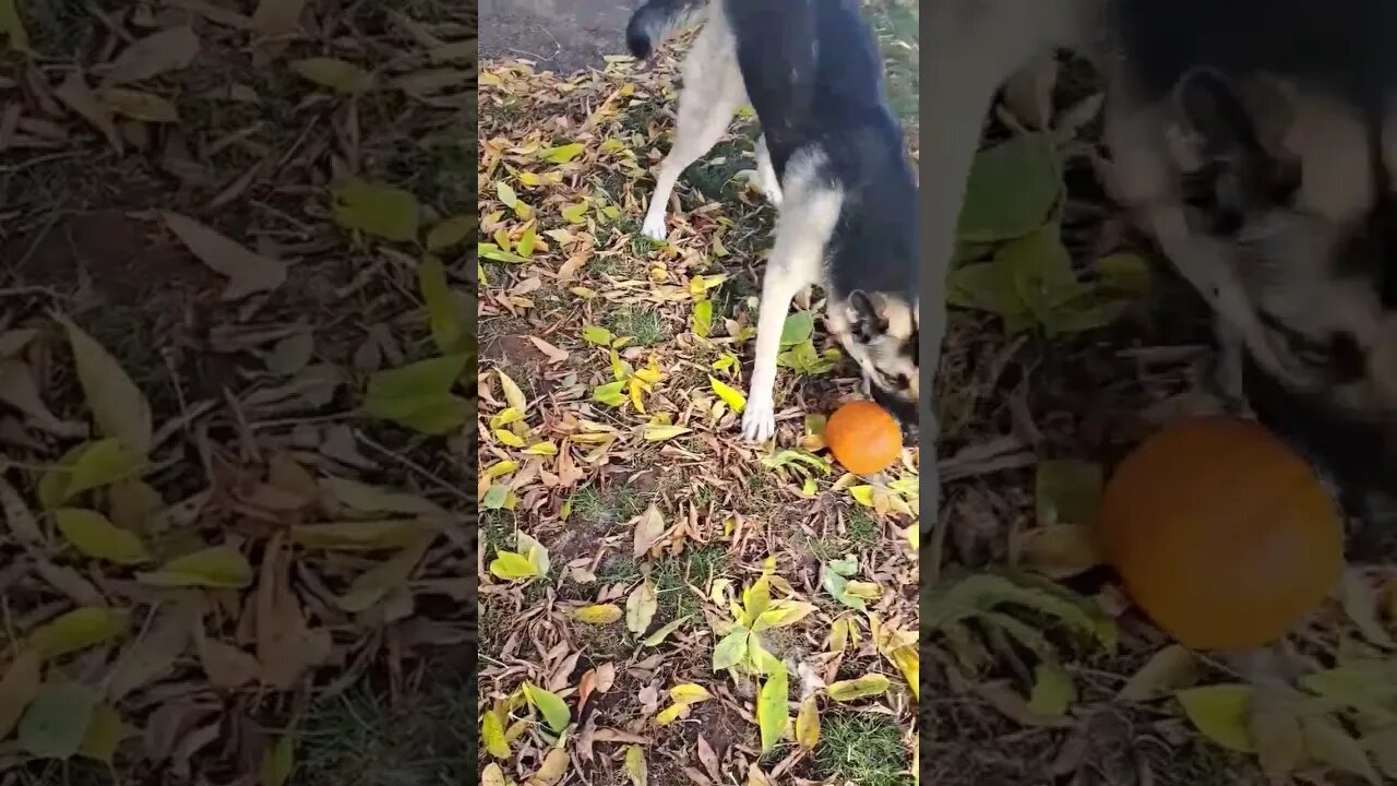 Maple Doesnt Share Anything.... Ever