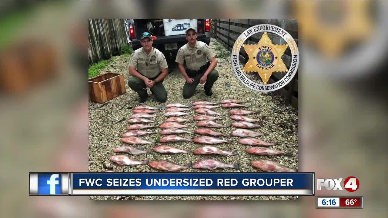 Over 100 pounds of undersized grouper seized from vessel