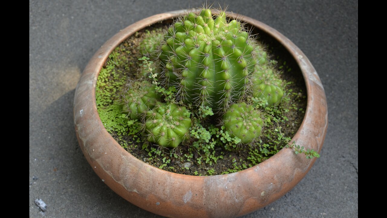 Garden Decorations - Cement Craft - Cement Decorations