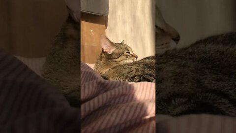 KUCING LUCU #PART 70