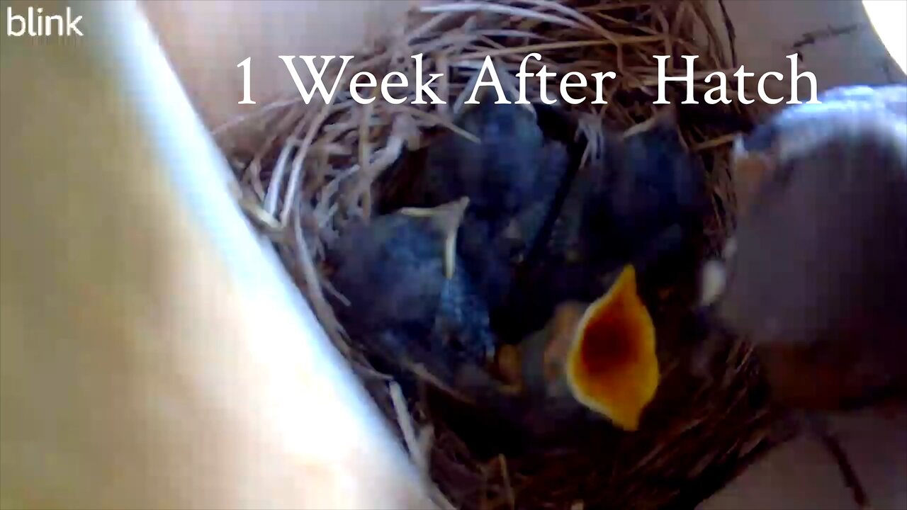 Eastern Bluebird Babies