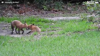 Raposas bebés divertem-se em quintal alheio