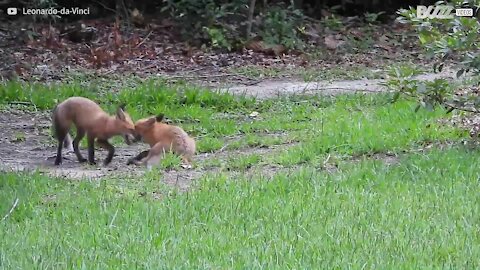 Raposas bebés divertem-se em quintal alheio