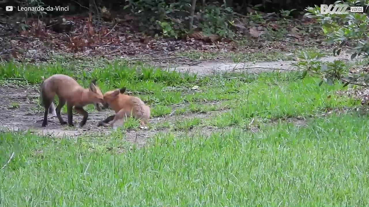 Raposas bebés divertem-se em quintal alheio