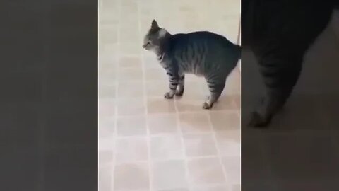 PLAYING CAT VIDEO MEAWWW