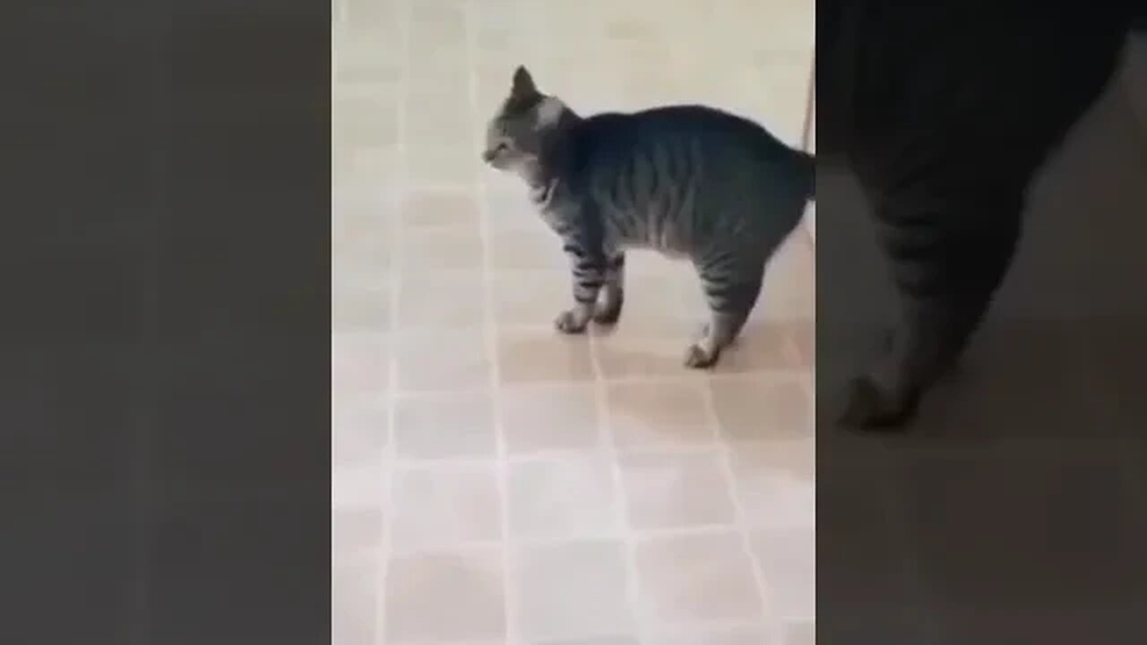 PLAYING CAT VIDEO MEAWWW