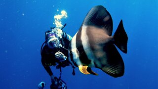 Beautiful friendly fish closely investigate scuba divers