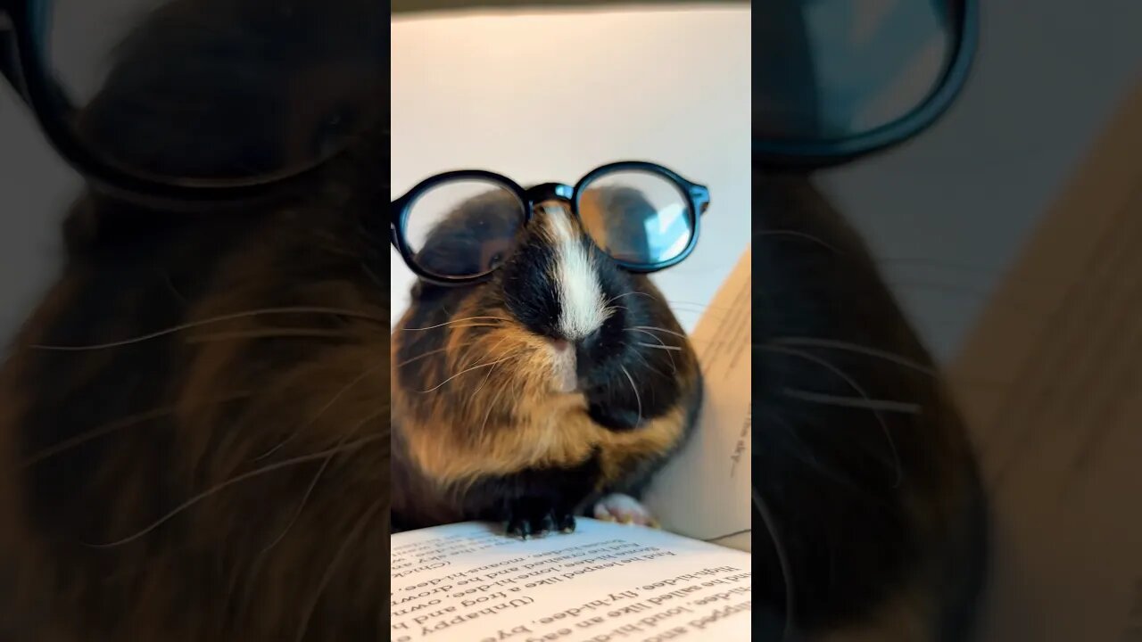 Guinea Pig Reading Time #guineapigs #harrypotter #reading