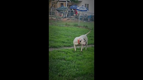 American Bulldog