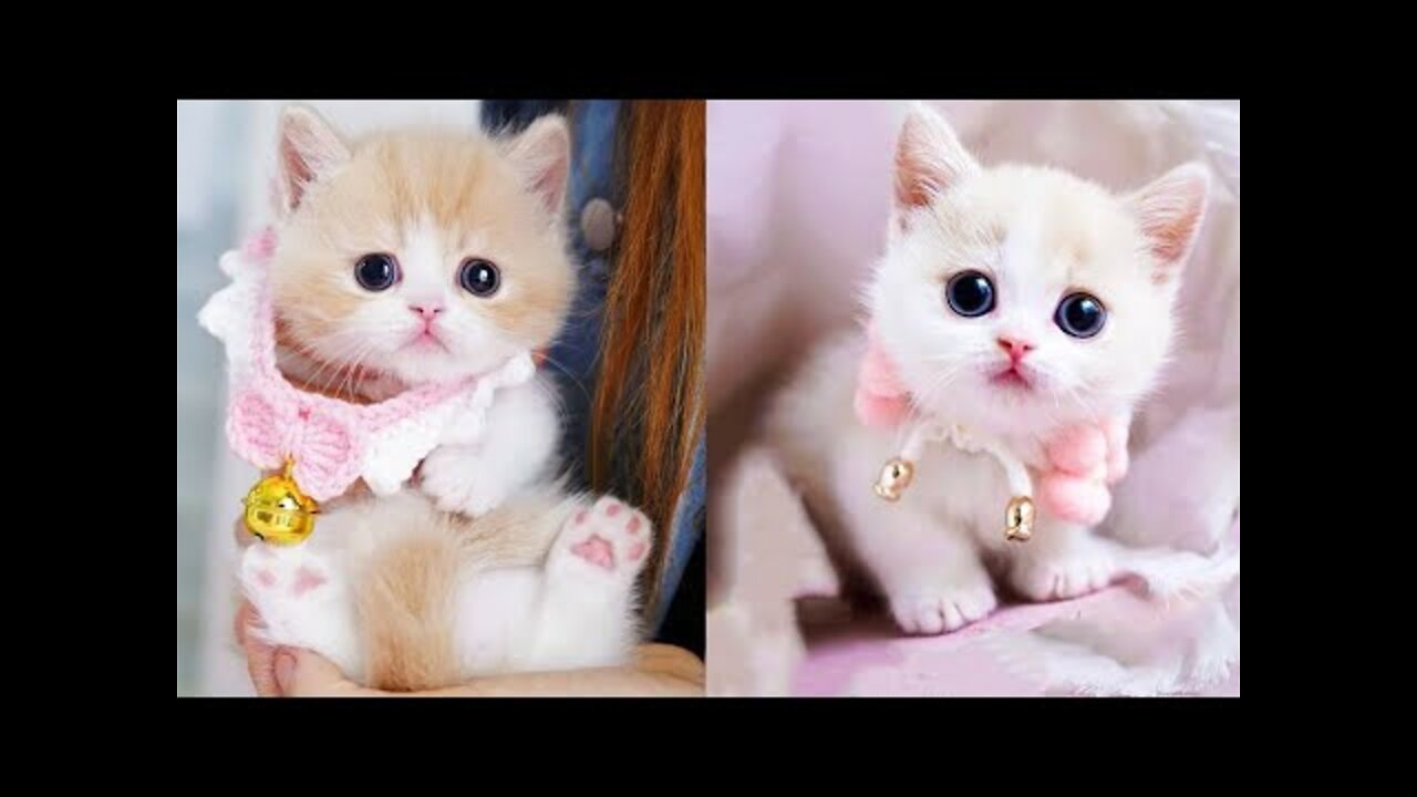 Baby Cats - Cute and Funny Cat Videos Compilation #41 | Aww Animals