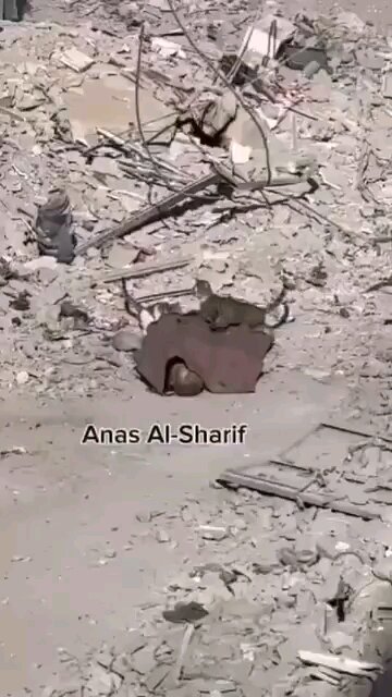 Stray Cats Eating the Corpses of martyrs in Gaza. If this DOES NOT Wake you up. Nothing will