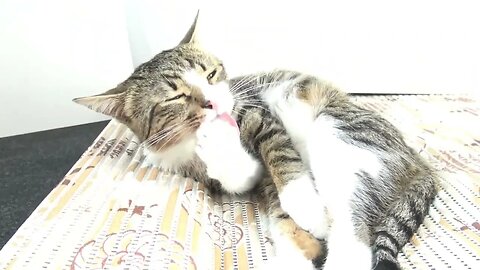 An Adorable Little Cat