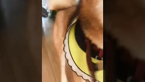 Dog's Wagging Tail #petvideos #cutepets