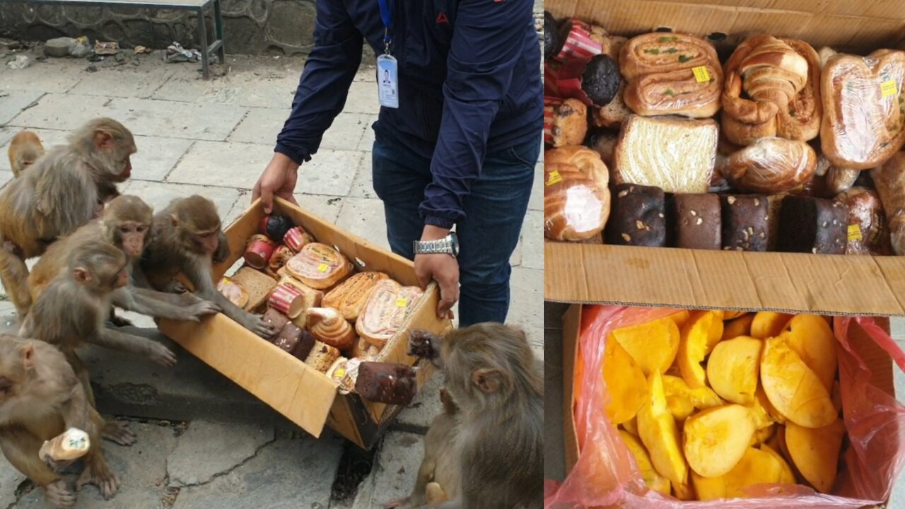 Choosey monkey live to eat mango and different verities bread