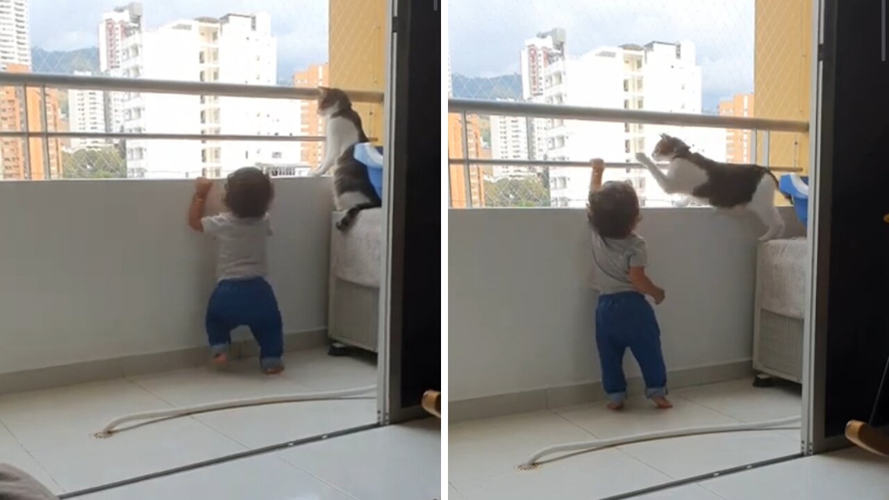 Cat prevents a baby from jumping from the fourth floor until he succeeds.