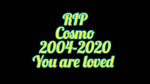 The Thoughtful Guy (RIP Cosmo)